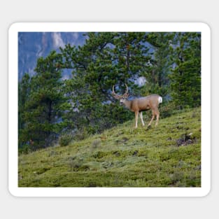 Mule Deer Buck Sticker